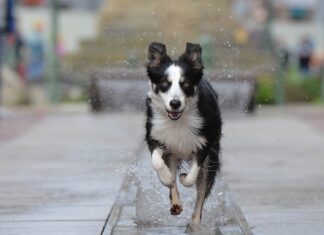Se psem mě baví běh aneb Charitativní akce pro dvounožce i čtyřnožce