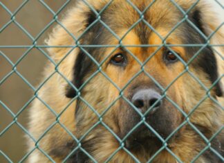 Jak pomoci opuštěným pejskům? Koupí super kalendáře!