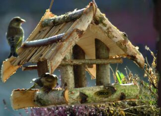 Krmte ptáky – uchráníte je před hladem a mrazem