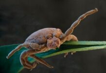 Jak se bránit proti klíšťatům: praktické tipy pro bezpečný pobyt v přírodě