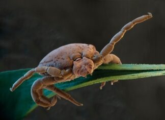 Jak se bránit proti klíšťatům: praktické tipy pro bezpečný pobyt v přírodě