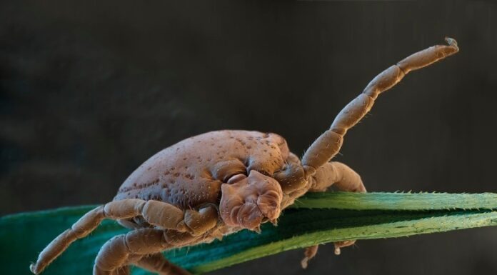 Jak se bránit proti klíšťatům: praktické tipy pro bezpečný pobyt v přírodě