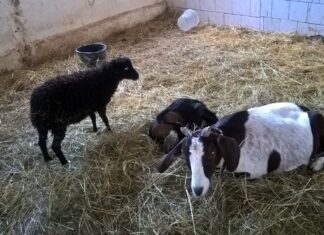 Tip na výlet: Ekofarma Babiny zabaví celou rodinu