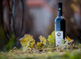 Na svatého Martina husa a džbánek vína!