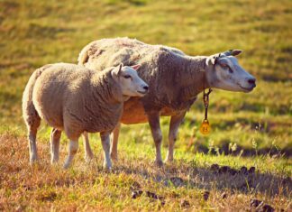 Jemnější než kašmír. Co vše nevíte o merino vlně