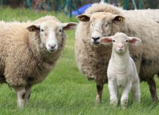 6 důvodů, proč obléknout merino vlnu i v létě