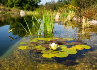 Zdravé koupání? V Česku přibývá biotopů