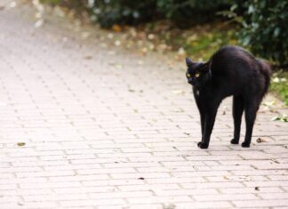 Pátek 13 nešťastný je den… nebo ne?